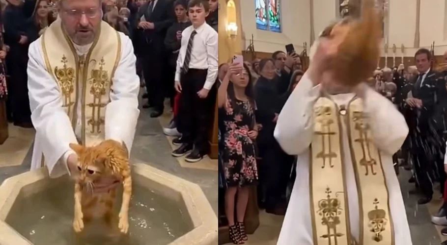 Italian Priest’s Cat Baptism Goes Viral After Chaos in Church