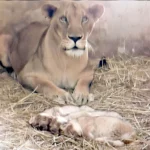 Lioness gives birth to three lion cubs at Karachi Zoo