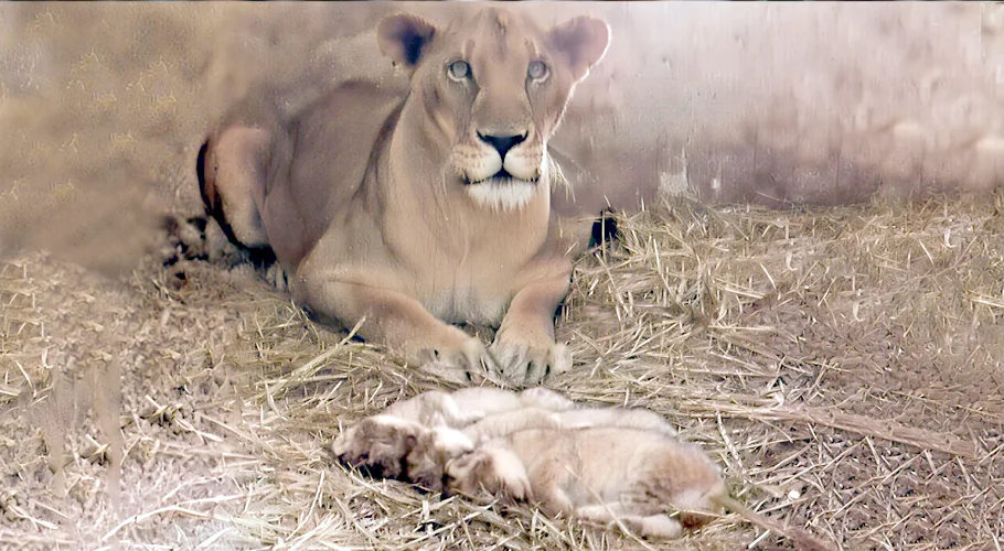 Lioness gives birth to three lion cubs at Karachi Zoo