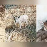 Karachi Safari Park welcomes 15 newborn animals