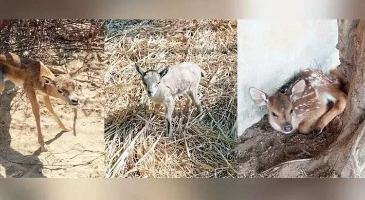 Karachi Safari Park welcomes 15 newborn animals