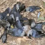 Mysterious deaths of crows and eagles spark alarm in Karachi