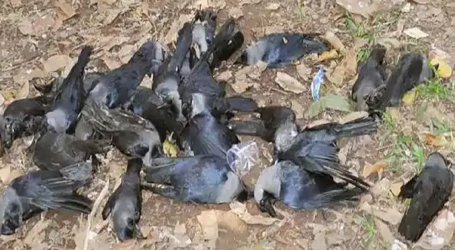 Mysterious deaths of crows and eagles spark alarm in Karachi