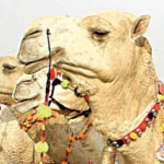 خطرناک بیماری