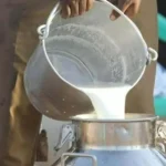 Milk price holds steady in Karachi