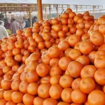 کینو