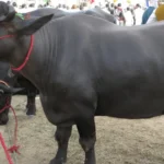 بھینس