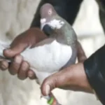 کبوتر