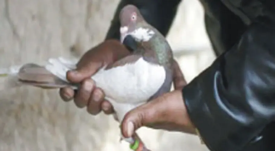 کبوتر