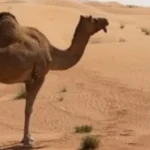 صحرا میں ایک اونٹ