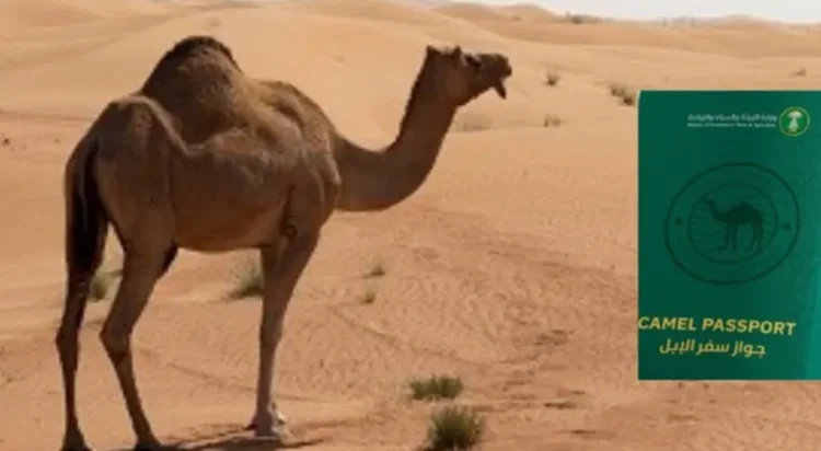 صحرا میں ایک اونٹ