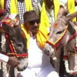 گدھوں کی شادی