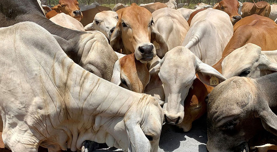 جانور چارہ کھاتے ہوئے