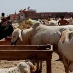 ناردرن بائی پاس