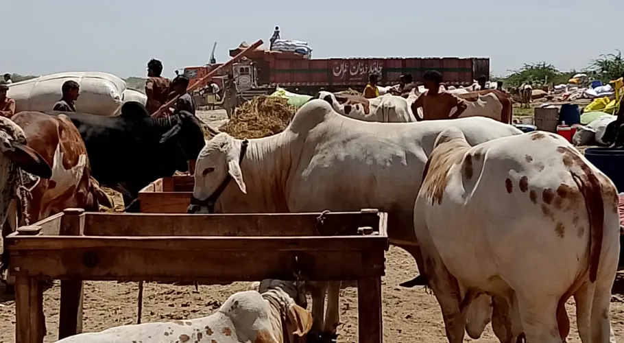 ناردرن بائی پاس