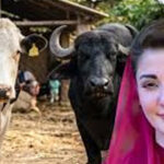 سی ایم مریم نواز، فوٹو پاکستان ٹوڈے انسٹا