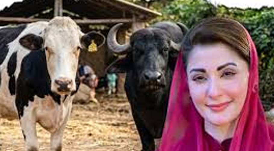 سی ایم مریم نواز، فوٹو پاکستان ٹوڈے انسٹا