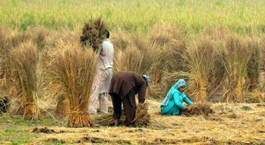 ایک کھیت میں کسان