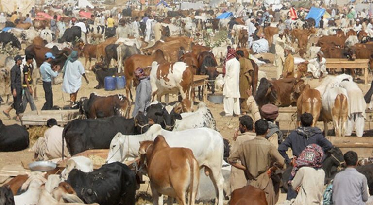 مویشی منڈی
