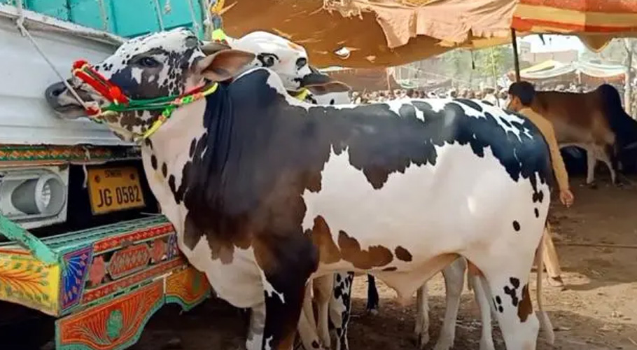مویشی ہیں یار