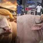ٹرمپ نامی بفیلو ان بنگال