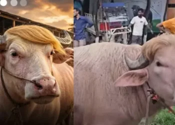 ٹرمپ نامی بفیلو ان بنگال