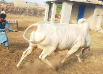 بے قابو بیل، فائل فوٹو
