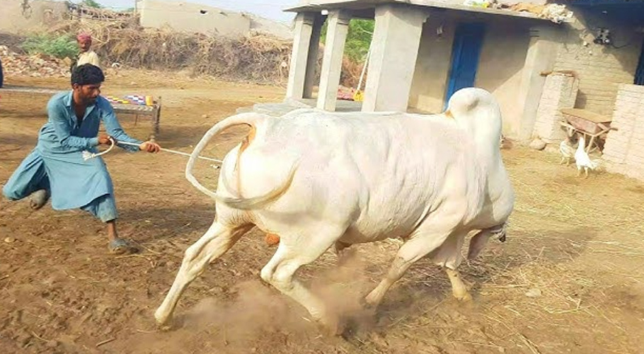 بے قابو بیل، فائل فوٹو