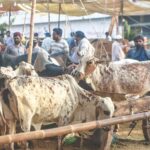 مویشی منڈی، فائل فوٹو