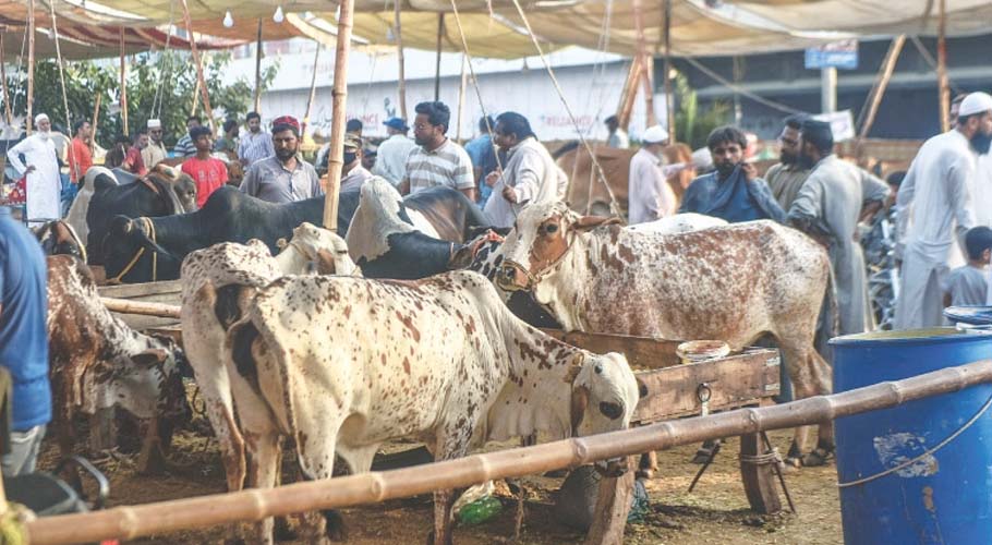مویشی منڈی، فائل فوٹو