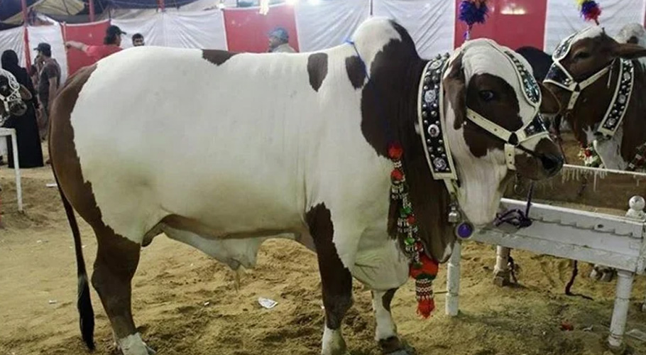 قربانی کی گائے